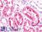HOP Homeobox antibody, LS-B10925, Lifespan Biosciences, Immunohistochemistry paraffin image 