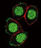Paired Box 6 antibody, LS-C163394, Lifespan Biosciences, Immunofluorescence image 