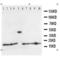 RNase 1 antibody, LS-C312666, Lifespan Biosciences, Western Blot image 