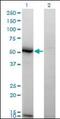 N-Acylsphingosine Amidohydrolase 1 antibody, orb95014, Biorbyt, Western Blot image 