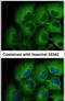 Matrix Metallopeptidase 12 antibody, PA5-27254, Invitrogen Antibodies, Immunofluorescence image 