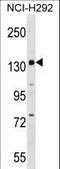 Period Circadian Regulator 1 antibody, LS-C163521, Lifespan Biosciences, Western Blot image 