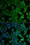 NPR2 Like, GATOR1 Complex Subunit antibody, orb178648, Biorbyt, Immunocytochemistry image 