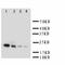 Interleukin 18 antibody, LS-C313463, Lifespan Biosciences, Western Blot image 