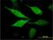 Axin Interactor, Dorsalization Associated antibody, H00064853-M01, Novus Biologicals, Immunocytochemistry image 
