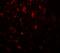 Cell Adhesion Molecule 3 antibody, A08747, Boster Biological Technology, Immunofluorescence image 