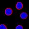 CD5 Molecule antibody, AF1636, R&D Systems, Immunofluorescence image 