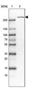 Ubiquitin Specific Peptidase 24 antibody, PA5-55394, Invitrogen Antibodies, Western Blot image 