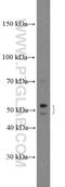 Zinc Finger DHHC-Type Containing 1 antibody, 26545-1-AP, Proteintech Group, Western Blot image 