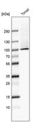 Transglutaminase 1 antibody, PA5-59088, Invitrogen Antibodies, Western Blot image 