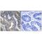 GTP Binding Protein 2 antibody, A11708, Boster Biological Technology, Immunohistochemistry frozen image 