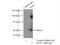 Kallikrein 1 antibody, 10815-1-AP, Proteintech Group, Immunoprecipitation image 