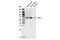 Potassium Voltage-Gated Channel Subfamily D Member 2 antibody, 74748S, Cell Signaling Technology, Western Blot image 