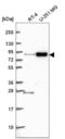 Ski oncogene antibody, NBP2-56661, Novus Biologicals, Western Blot image 