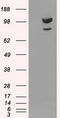 Actinin Alpha 1 antibody, LS-C114363, Lifespan Biosciences, Western Blot image 