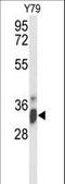Importin-4 antibody, LS-C165226, Lifespan Biosciences, Western Blot image 