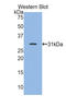 MyHC-slow antibody, LS-C295495, Lifespan Biosciences, Western Blot image 