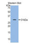 Myosin Heavy Chain 7 antibody, LS-C295495, Lifespan Biosciences, Western Blot image 