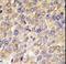 GABA Type A Receptor-Associated Protein antibody, LS-C166311, Lifespan Biosciences, Immunohistochemistry frozen image 