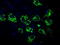 Mitochondrial Translational Release Factor 1 Like antibody, LS-C115060, Lifespan Biosciences, Immunofluorescence image 