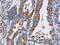 Annexin A4 antibody, CSB-PA696568, Cusabio, Immunohistochemistry paraffin image 