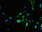 Proline Rich And Gla Domain 3 antibody, LS-C397519, Lifespan Biosciences, Immunofluorescence image 