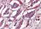 PACAP Receptor Type 1 antibody, orb85942, Biorbyt, Immunohistochemistry paraffin image 