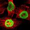 Heterogeneous Nuclear Ribonucleoprotein D antibody, NBP1-88915, Novus Biologicals, Immunofluorescence image 