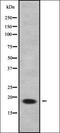 Abhydrolase Domain Containing 13 antibody, orb337938, Biorbyt, Western Blot image 