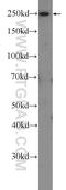 Autophagy Related 2B antibody, 25155-1-AP, Proteintech Group, Western Blot image 