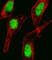 Homeobox C10 antibody, abx031379, Abbexa, Western Blot image 