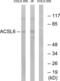 Acyl-CoA Synthetase Long Chain Family Member 6 antibody, LS-B9840, Lifespan Biosciences, Western Blot image 