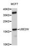 Ubiquitin Conjugating Enzyme E2 W antibody, abx127073, Abbexa, Western Blot image 