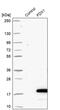 Ferredoxin 1 antibody, PA5-59653, Invitrogen Antibodies, Western Blot image 