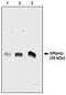 Signal recognition particle receptor subunit alpha antibody, MBS395630, MyBioSource, Western Blot image 