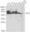 Farnesyl-Diphosphate Farnesyltransferase 1 antibody, 22-067, ProSci, Western Blot image 