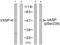 Vasodilator Stimulated Phosphoprotein antibody, PA5-38152, Invitrogen Antibodies, Western Blot image 