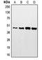 SH3 And Cysteine Rich Domain 2 antibody, LS-C353678, Lifespan Biosciences, Western Blot image 