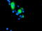 Golgi Membrane Protein 1 antibody, M02975-1, Boster Biological Technology, Immunofluorescence image 