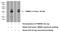 Transmembrane Protein 61 antibody, 20997-1-AP, Proteintech Group, Western Blot image 