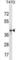 Zinc Finger Protein 124 antibody, abx028971, Abbexa, Western Blot image 