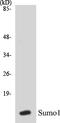 Small ubiquitin-related modifier 1 antibody, EKC1551, Boster Biological Technology, Western Blot image 