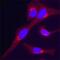 Golgi Glycoprotein 1 antibody, AF7879, R&D Systems, Immunocytochemistry image 
