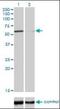 DNA Polymerase Kappa antibody, orb94700, Biorbyt, Western Blot image 