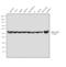 Tubulin Alpha 1a antibody, PA5-16891, Invitrogen Antibodies, Western Blot image 