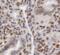 Interleukin Enhancer Binding Factor 2 antibody, FNab05688, FineTest, Immunohistochemistry frozen image 