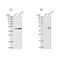 WD Repeat Domain 18 antibody, NBP2-30528, Novus Biologicals, Western Blot image 