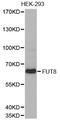 Fucosyltransferase 8 antibody, MBS126313, MyBioSource, Western Blot image 