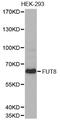 Alpha-(1,6)-fucosyltransferase antibody, MBS126313, MyBioSource, Western Blot image 