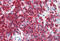 CD45RA antibody, MBS245456, MyBioSource, Immunohistochemistry frozen image 